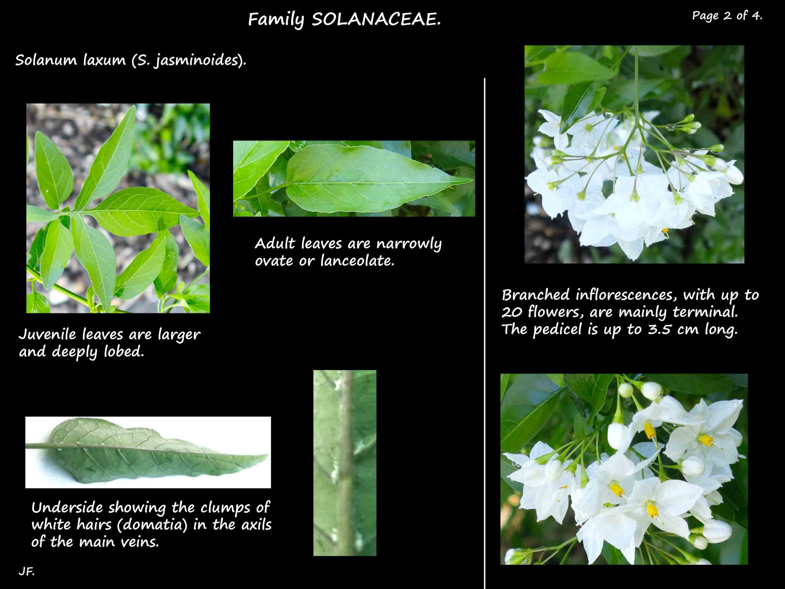 2 Solanum laxum inflorescences
